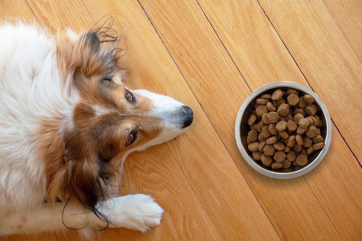 犬の『ご飯を置きっぱなし』が危険なワケ4つ　置き餌によるデメリットまで解説