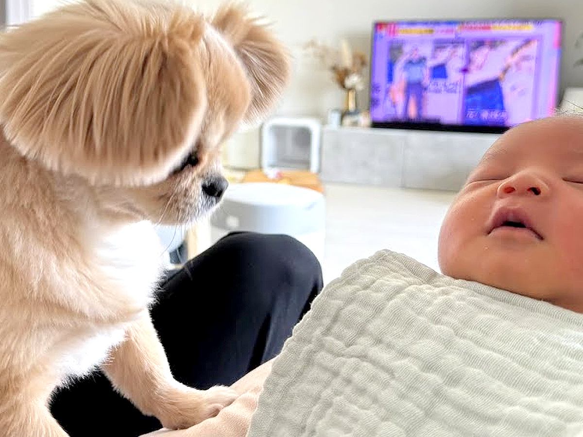 犬が『生まれたばかりの赤ちゃん』を見た結果…新入りへの『熱烈歓迎』が可愛すぎると4万4000再生「優しいお姉さん」「大歓迎で感動した」