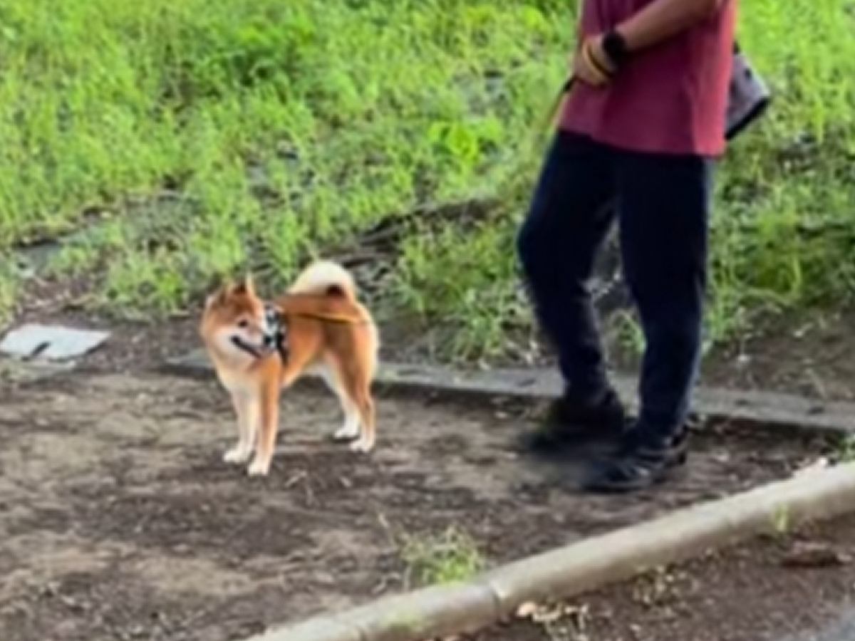 散歩中の犬に『知らない人のフリをして名前を呼ぶドッキリ』を仕掛けた結果…あまりにも尊い『表情の変化』に4万再生の反響