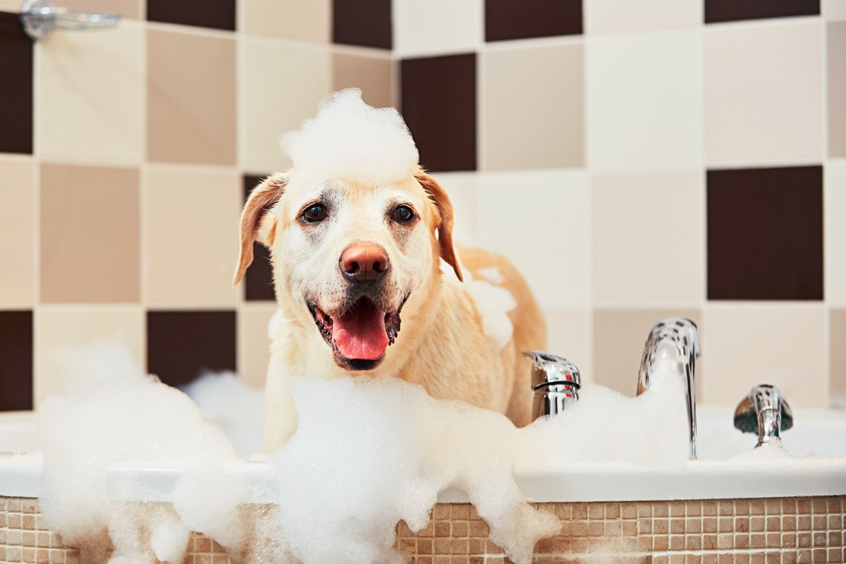 犬に入浴剤を使っても大丈夫？入浴剤を使う際の注意点や健康効果、おすすめ商品をご紹介