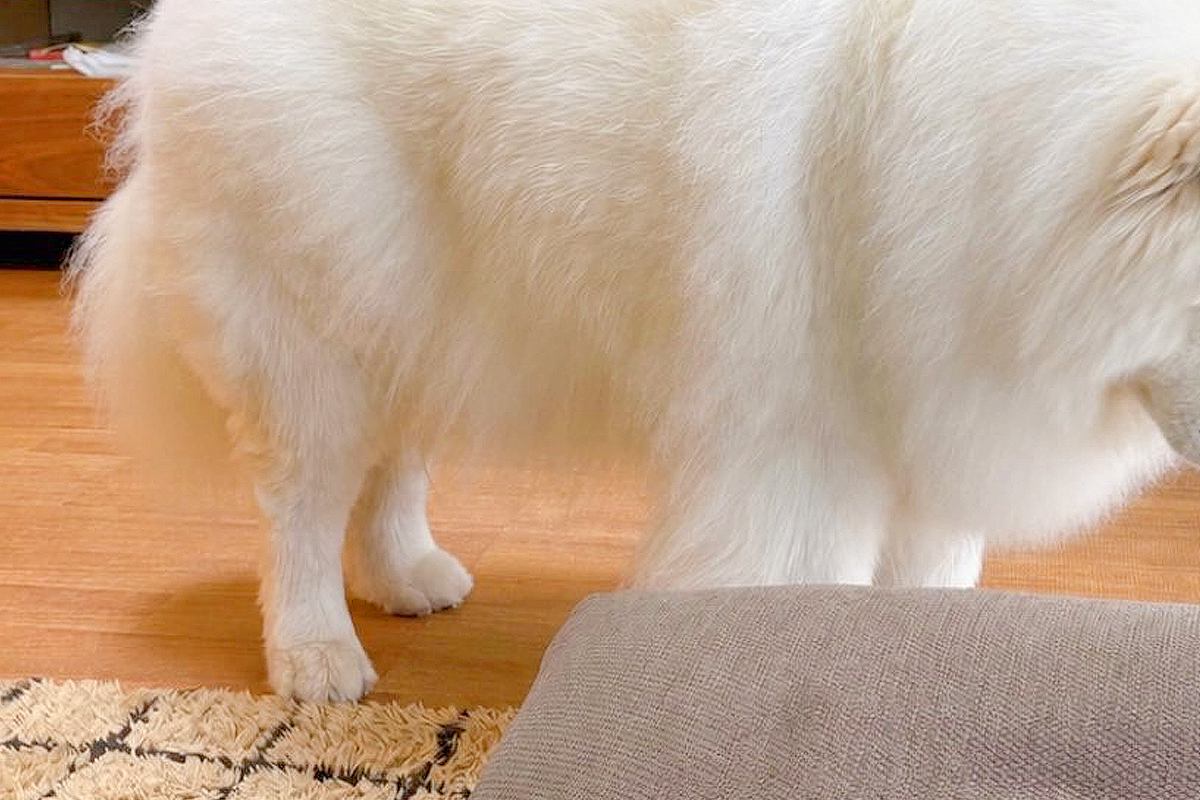 お兄ちゃんが1泊2日のお出かけ→見送った大型犬が…永遠のお別れのような『落ち込み方』に2万いいね「大好きなの伝わる」「可愛すぎる」と絶賛