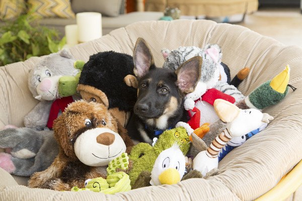 犬が散らかった場所を好む理由