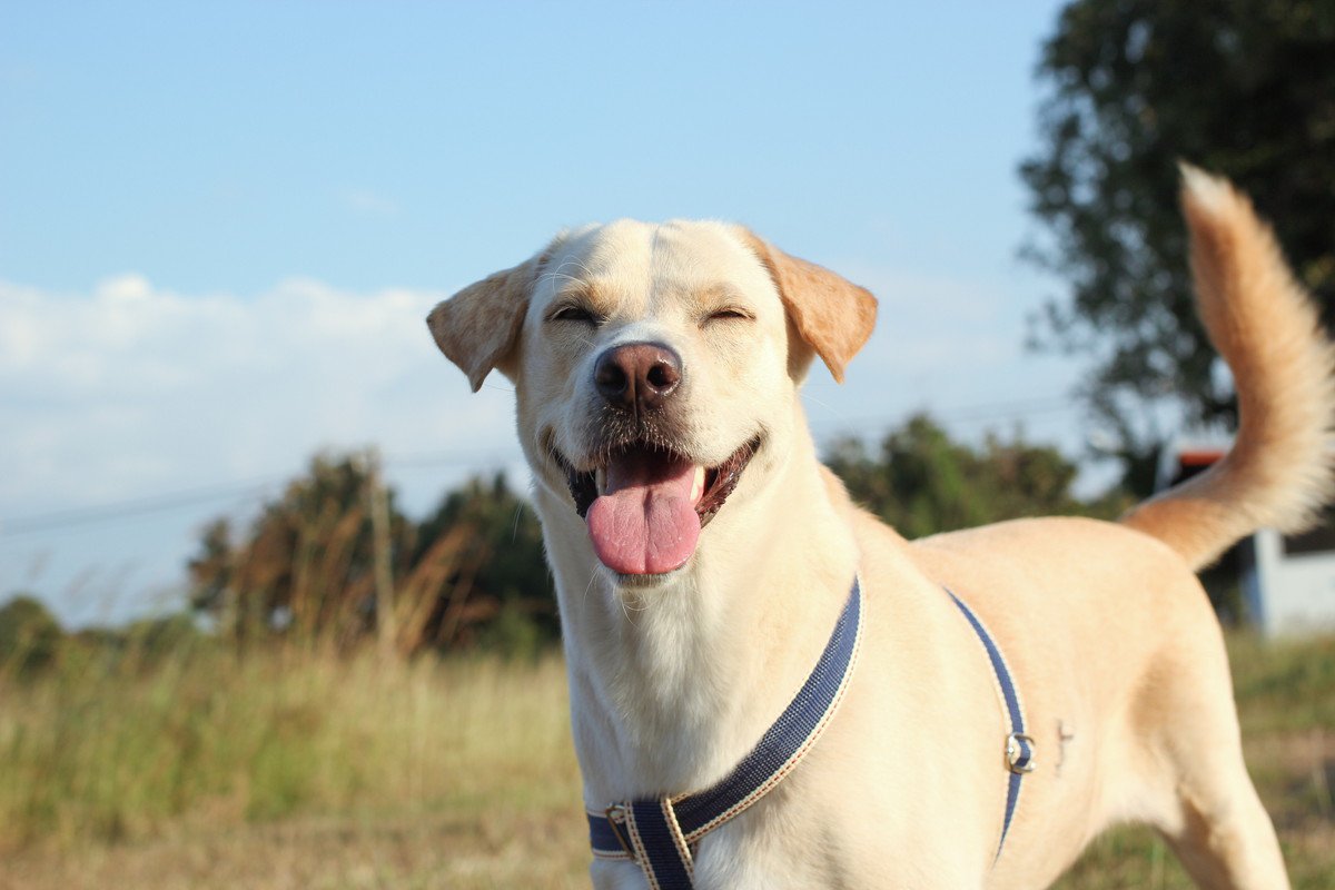 犬が『自信たっぷり』のときに見せる仕草や行動3つ　愛犬に自信を持たせる方法までご紹介