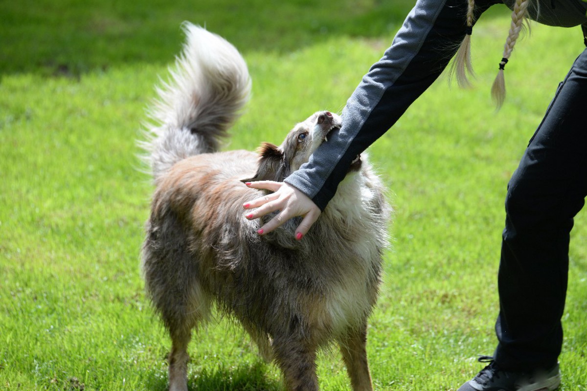 犬に噛まれた時にしてはいけない『絶対NG行為』３選