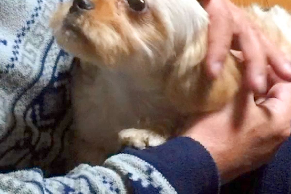 お父さんが亡くなる前日、『帰るよ』と言っても犬が離れようとせずに…涙が止まらない『最期の記録』に反響「なにか感じてたのかな」「泣いた」