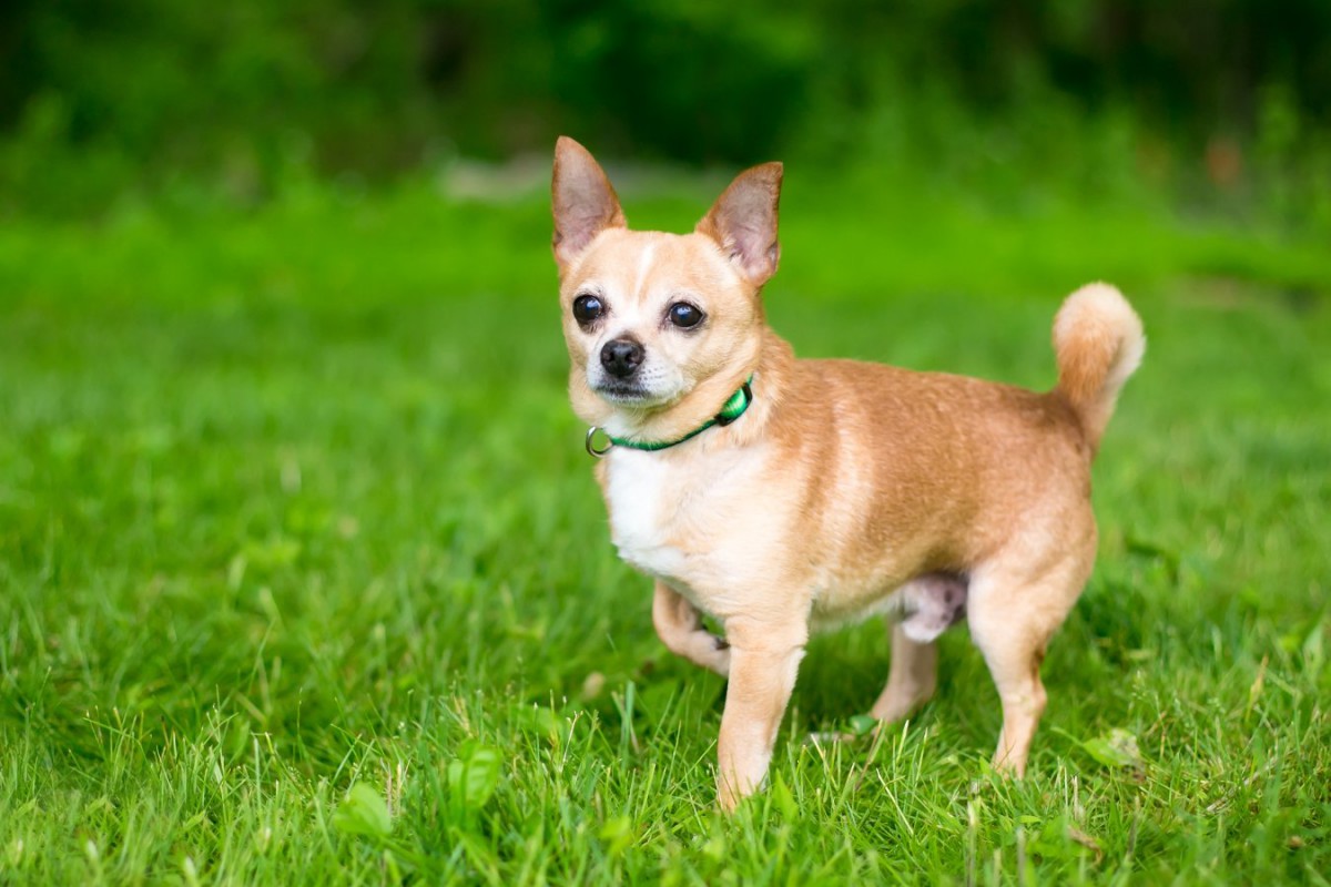 2つの違う状況での犬の転位行動を検証した調査結果