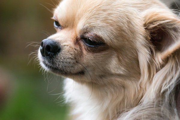 熊本地震で保護された犬たち、新しい飼い主の元へ