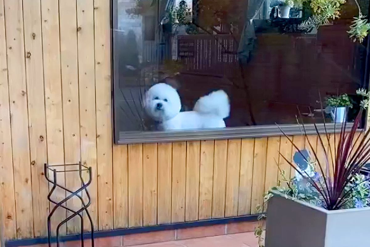 『もう！おそいよ！』あまり怒らない犬がトリミングへ→お迎えに行った結果…かわいすぎる『ご立腹』が10万再生「愛しさ倍増ｗ」「忙しくて草」