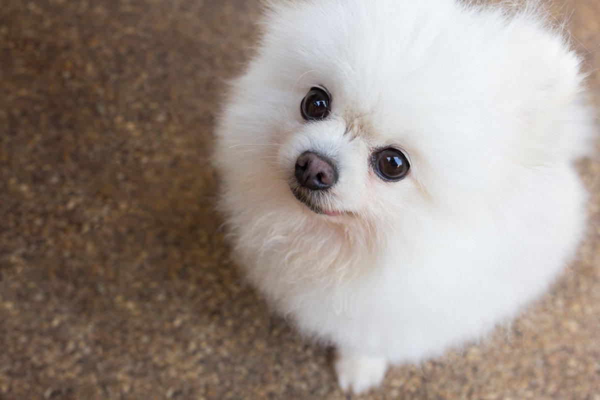 犬は『地震』を予知することができる？揺れる直前にみせる4つの行動や必要な備えまで