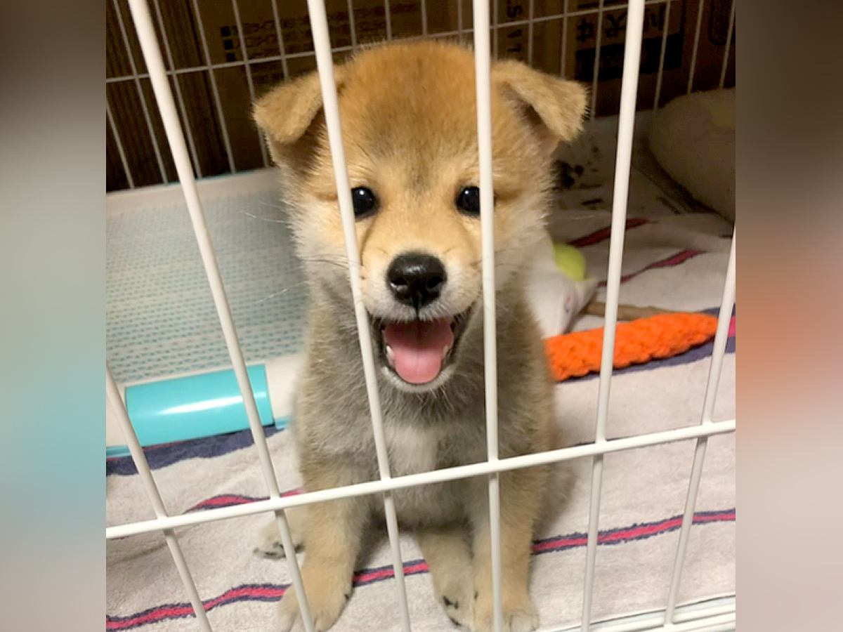 反則級にかわいらしい赤ちゃん犬→このまま育つのかと思っていたら…目を疑うほどの『顔面の変化』に「おもろかわいいｗ」「怒れなくなる」と絶賛