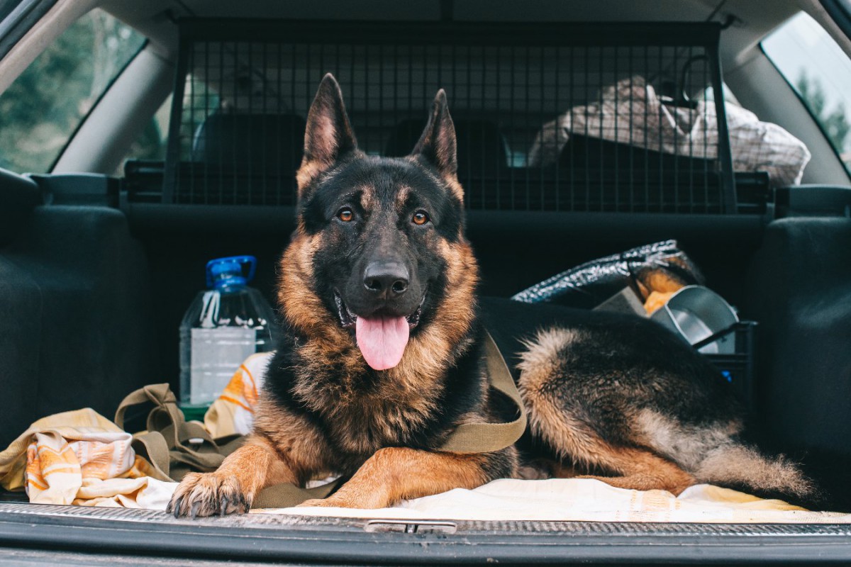 英国での環境調査〜犬を飼っていることと車の利用との関係