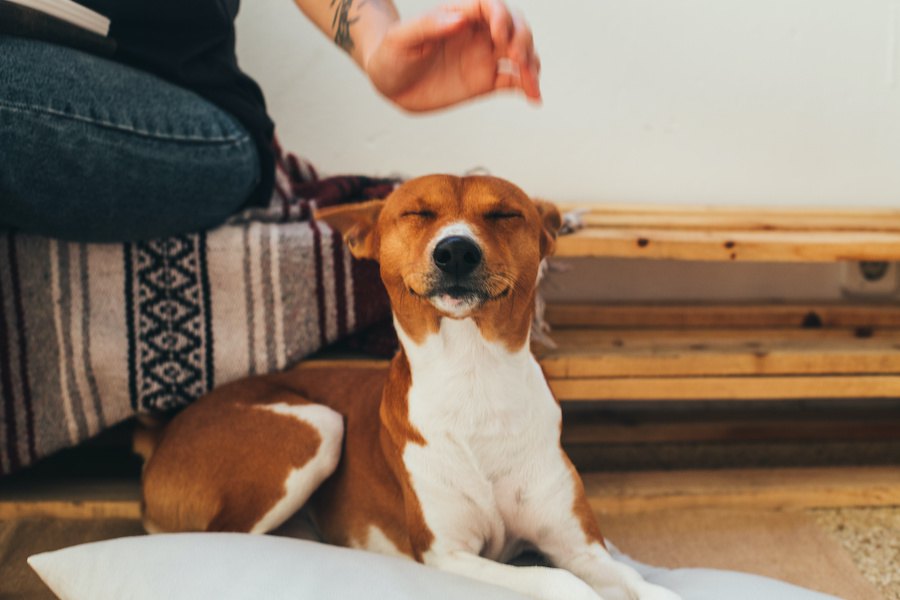 犬に好かれたい時にしてはいけないNG行動３つ