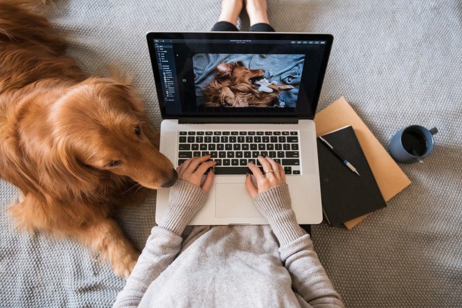 愛犬についてのブログを書くときのポイント４つ