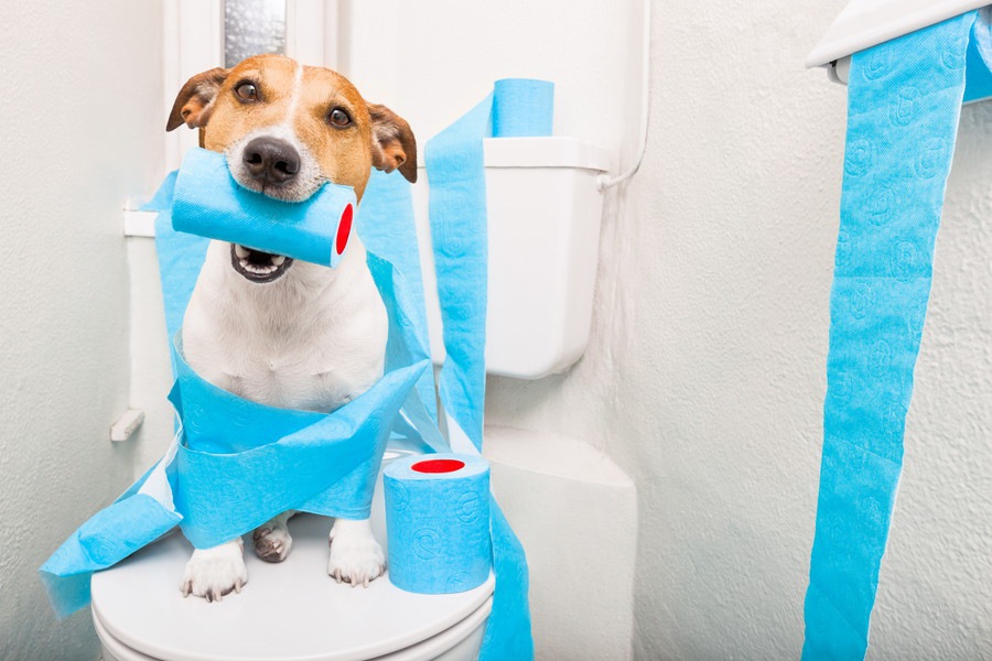 犬のトイレの設置場所はどこにするのがいいの？