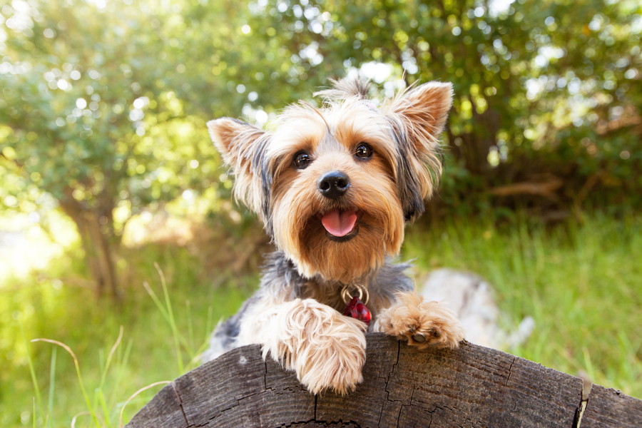 ヨークシャーテリアの値段はいくら？子犬の価格から生涯費用まで全て解説