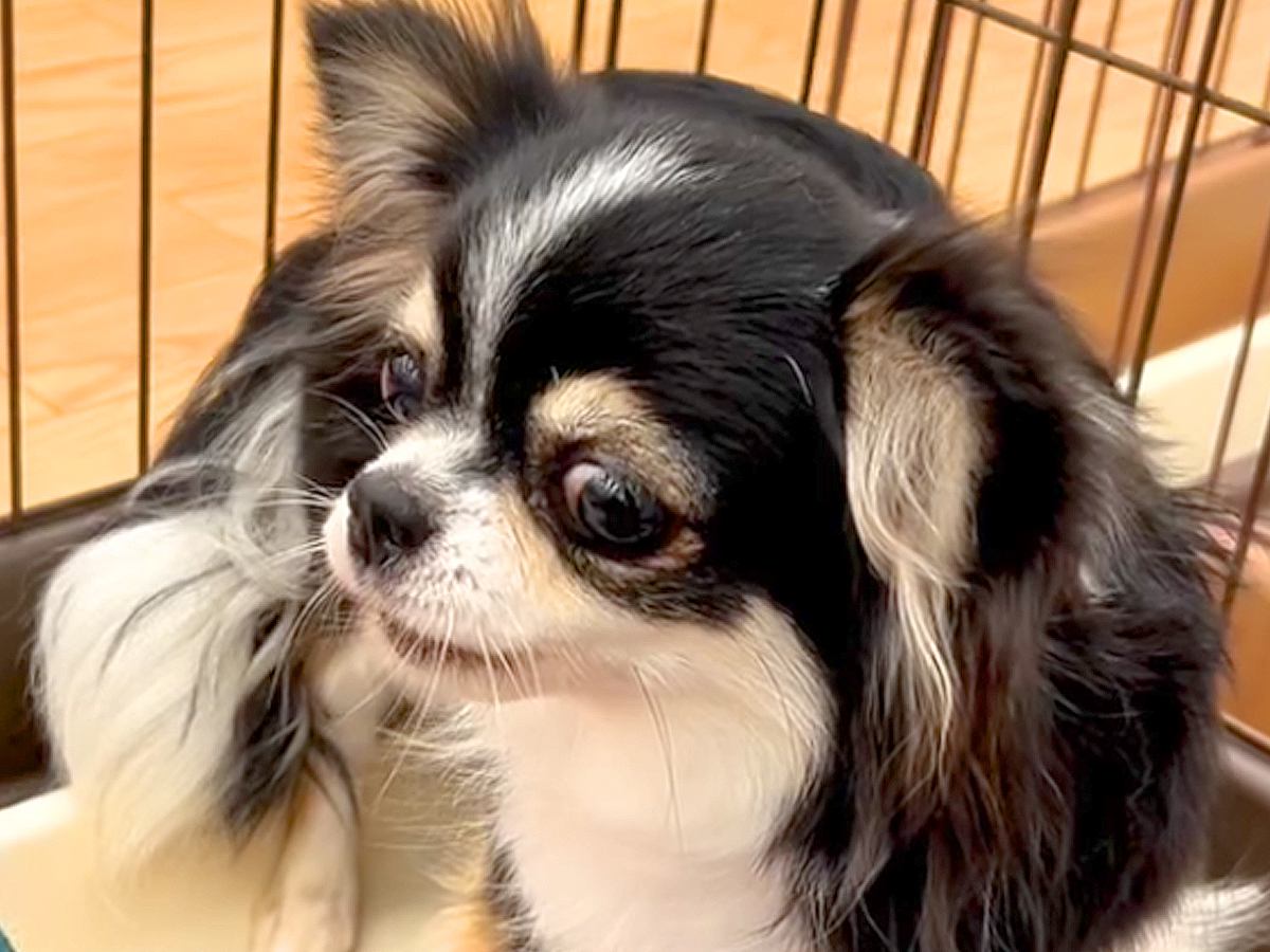人が信じられず、ご飯すら食べなかった保護犬→温もりを与えた結果…もはや『別犬のような光景』が泣けると73万再生「絶対に幸せになれる」
