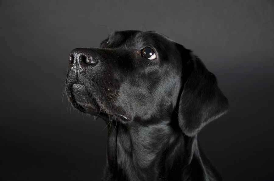 犬の鼻がいつも濡れている理由とは？乾いているときの注意点まで