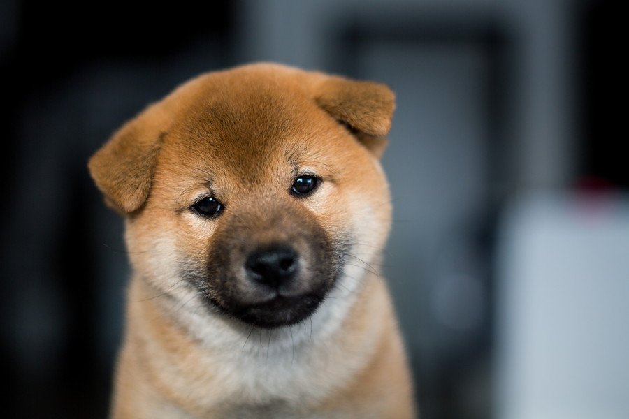 犬を見た目だけで選んで飼うリスク２つ