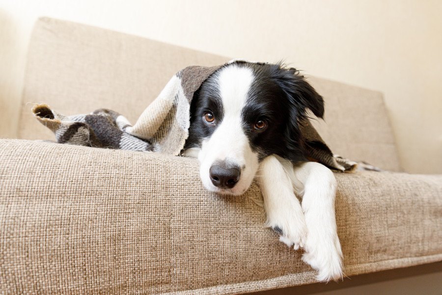 犬が動物病院を嫌がっている時に見せる行動５選！どうしても動かない時の対処法は？