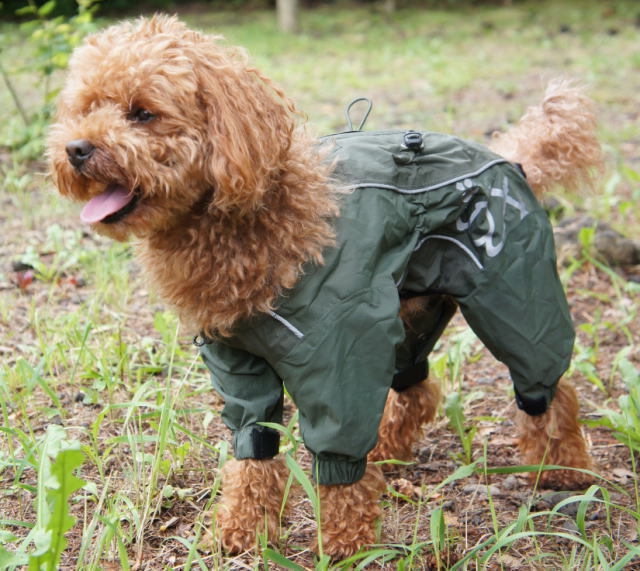 犬用のレインコートおすすめ5選┃選ぶポイントや雨の日以外の活用方法