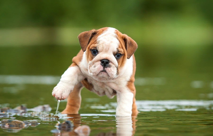 犬を水遊びに慣れさせる方法と気を付けたい３つのこと