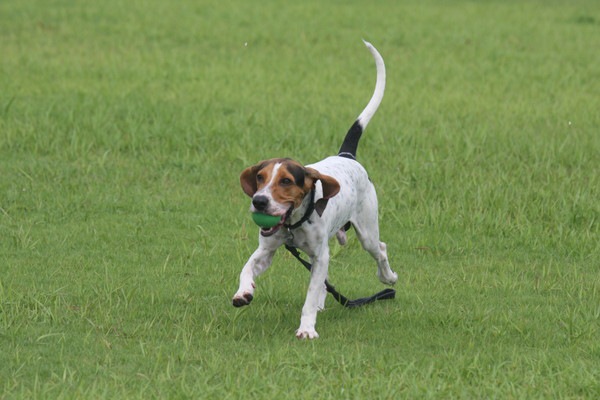 薩摩ビーグルの犬種情報！特徴から飼う際の注意点まで