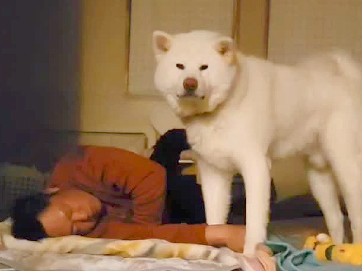 布団で寝るお父さん→秋田犬も一緒に寝るのかと思いきや…まさかの『睡眠を妨害しまくる姿』に爆笑「見てるだけで癒やされる」「賢いｗ」