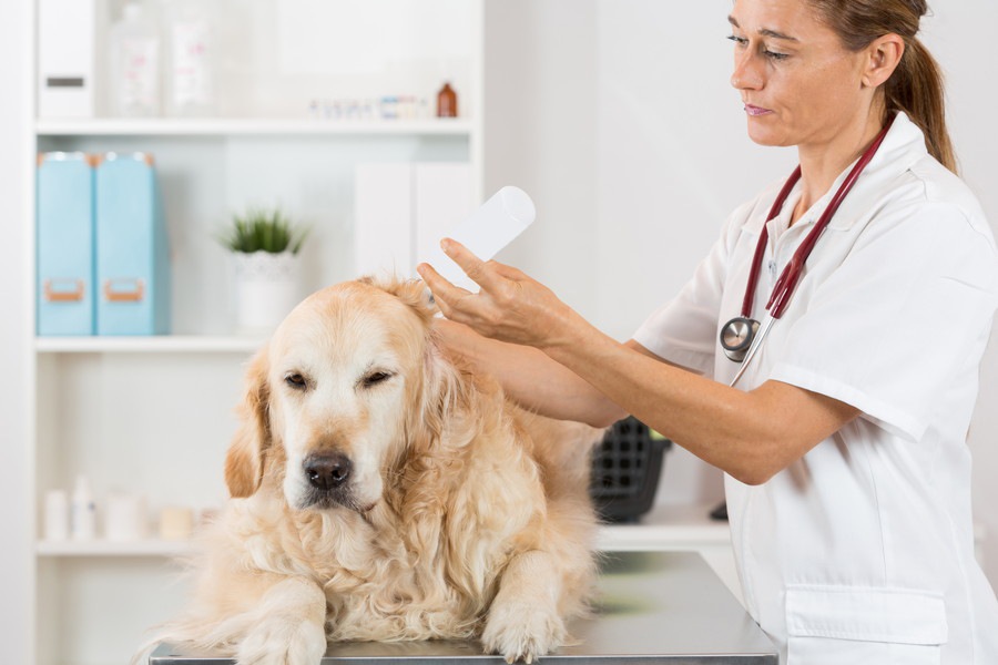 犬の耳掃除を怠るとどうなる？考えられる病気からやり方まで