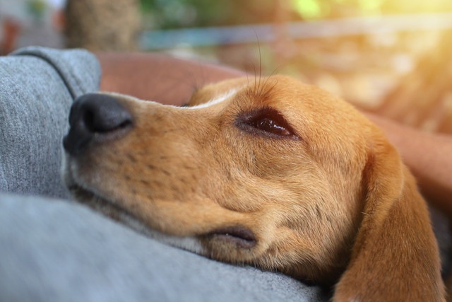 なぜ犬は寝るときにくっついてくるの？