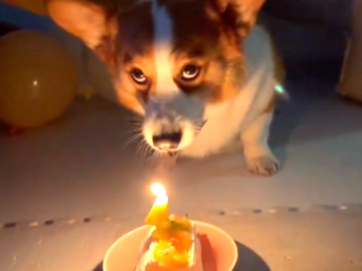 犬に『お誕生日おめでとう』のお歌をうたったら…完全に想定外な『まさかの反応』が275万再生「上目遣いで爆笑したｗｗ」「ペニーワイズで草」