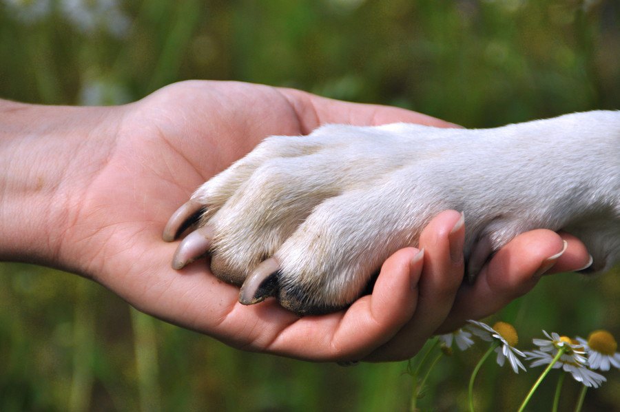 犬を見た目だけで飼うべきではない３つの理由