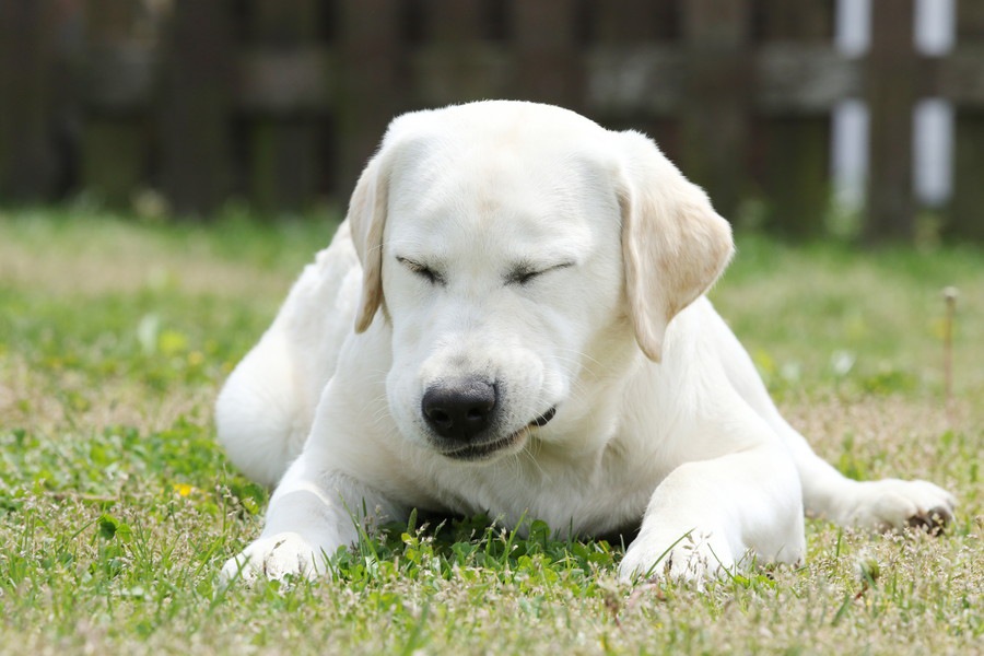 あまり犬と遊ばないワンコの心理とは？