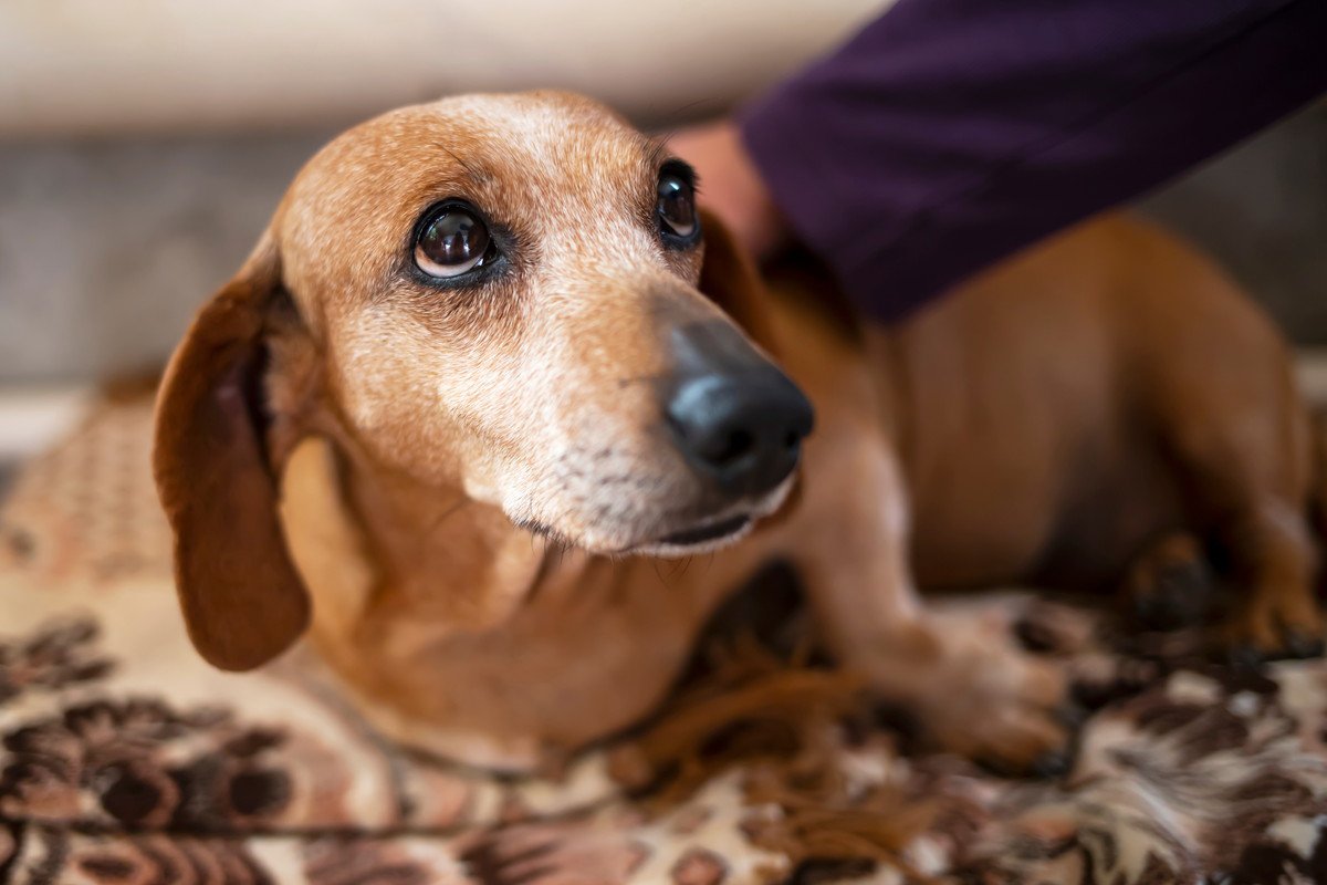 犬も『ペットロス』になるの？仲間を失うと表れる行動や症状、飼い主がしてあげられることとは