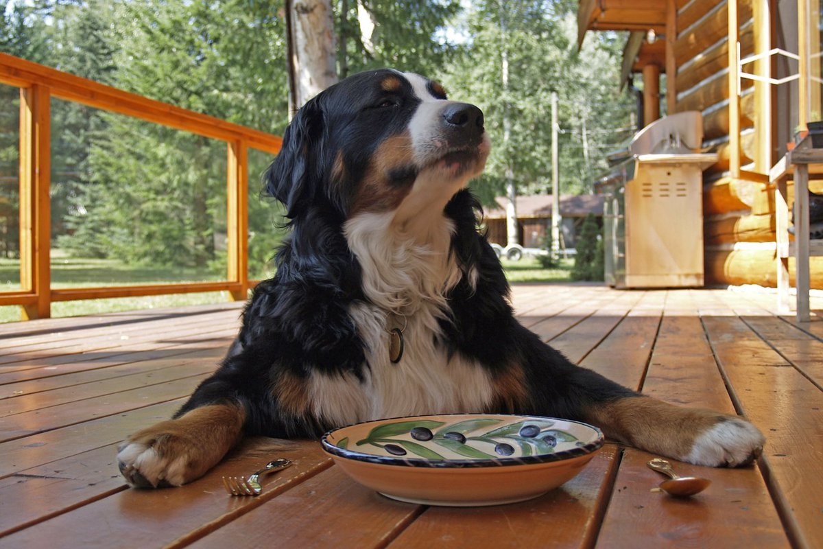 "美味しくない…"って思われてるかも。愛犬のごはん、正しく保存できてますか？