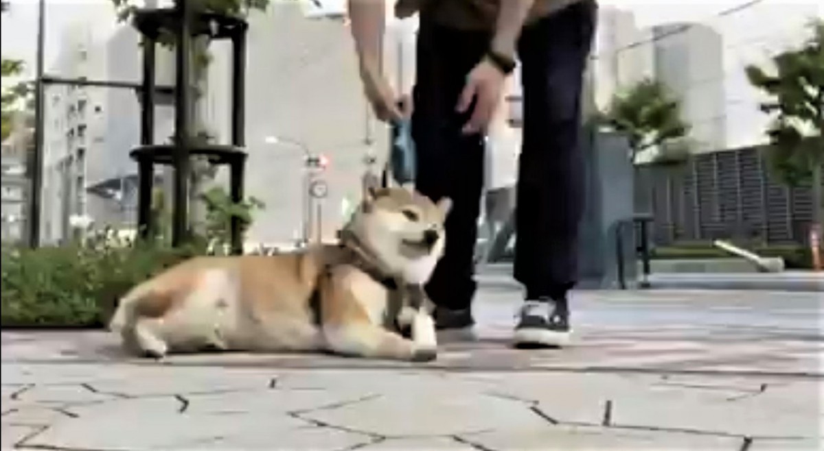 やだやだ動きたくない！頑なにへなへな過ぎる柴犬さんが話題♡