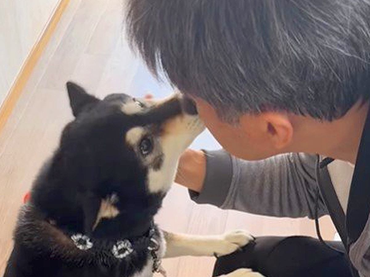 がん治療で入院していた父→1週間ぶりの帰宅で、犬が…思わず泣けてくる『雄叫びをあげながら歓迎する光景』に「大好きなの伝わる」と感動の声