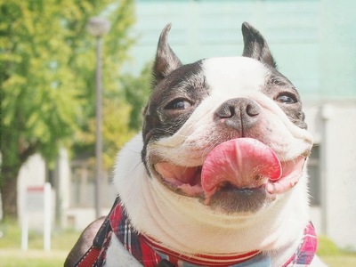 犬の皮膚がん 症状や治療、予防について