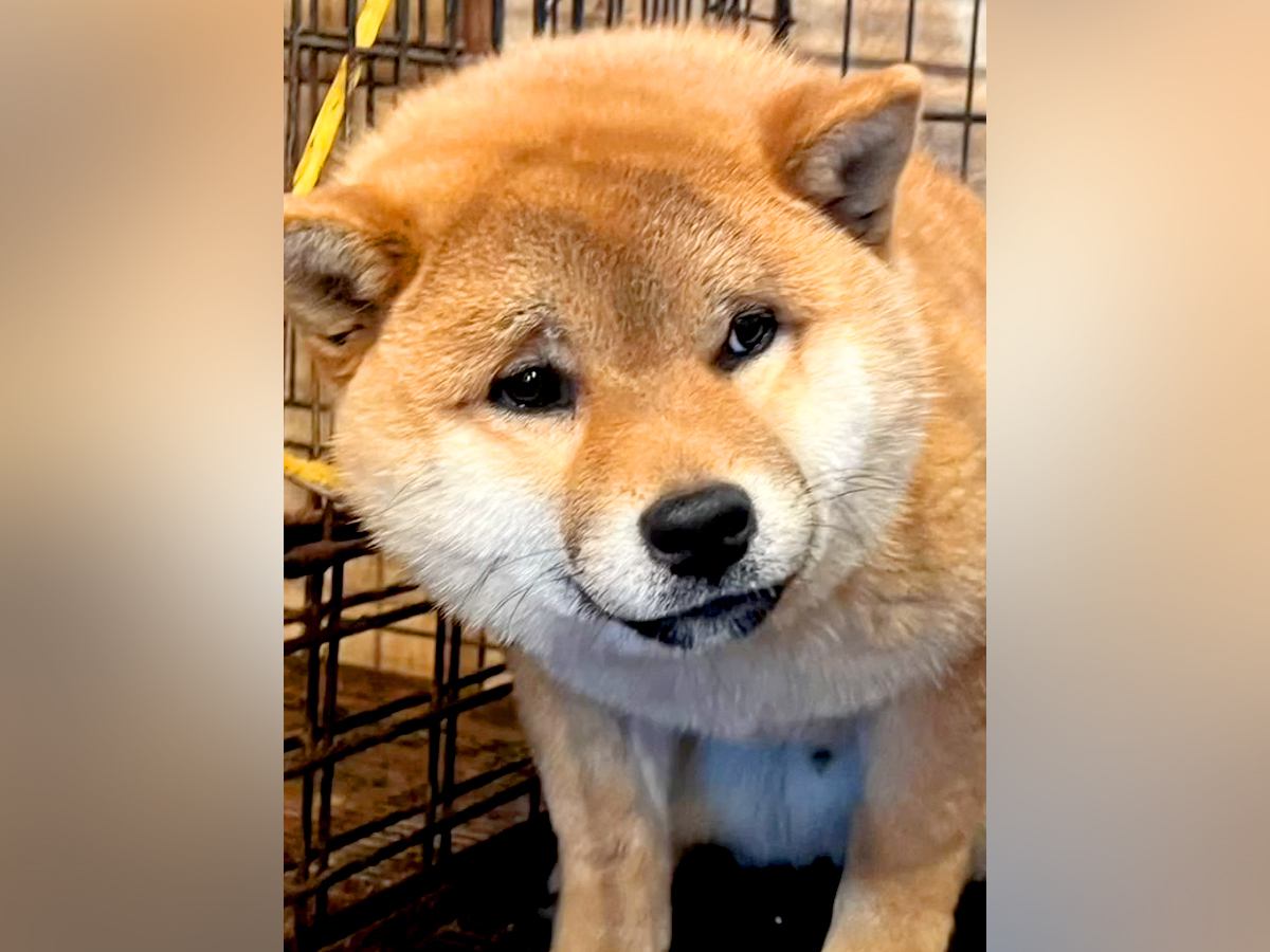 今にも泣きだしそうなほど『不安な顔で檻の中にいた保護犬』→絶対に幸せにすると誓った結果…現在の光景が113万再生「最高の家族」と感動