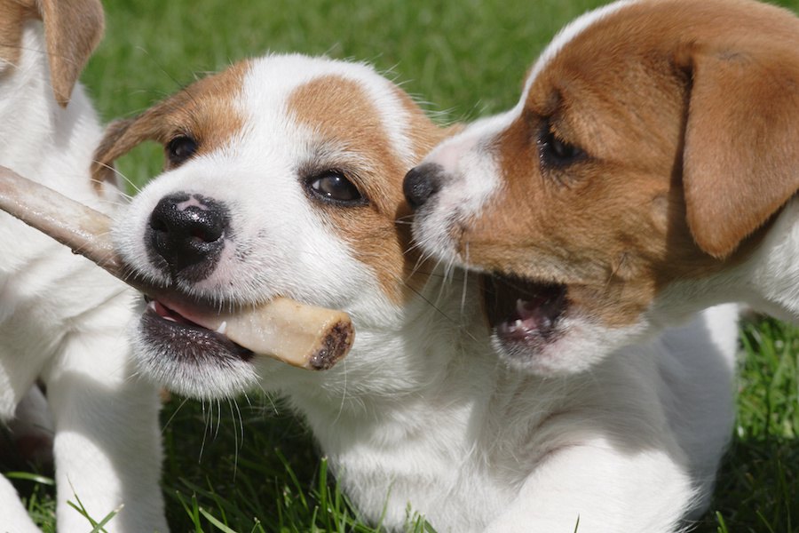 愛犬はどう？やんちゃな子が多い犬種３選♡