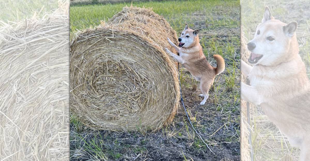 牛さんのために頑張る！牧草ロールを転がそうとする柴犬さんが話題