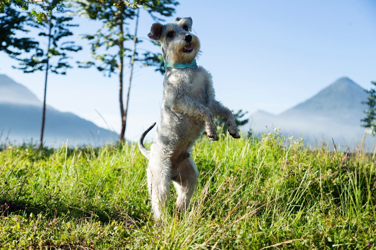 犬がやりがちな『可愛い危険行動』10選　愛犬の安全を守るために飼い主ができることまで