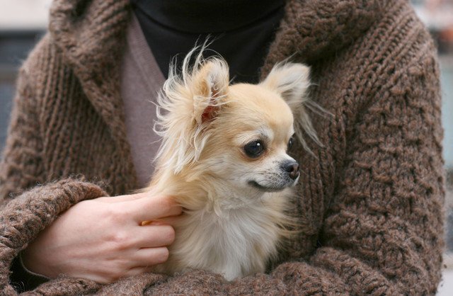 チワワの飼い方！迎える前に知っておきたいこと