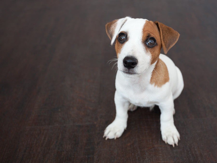 ついやってるかも？愛犬との生活で気を付けたい『5つのミス』