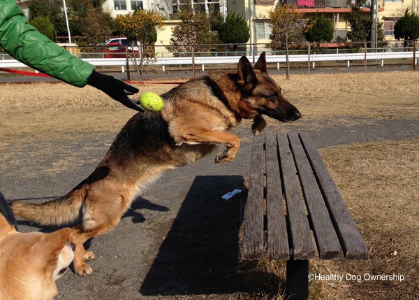 犬が好きすぎてドッグトレーナーになっちゃった話