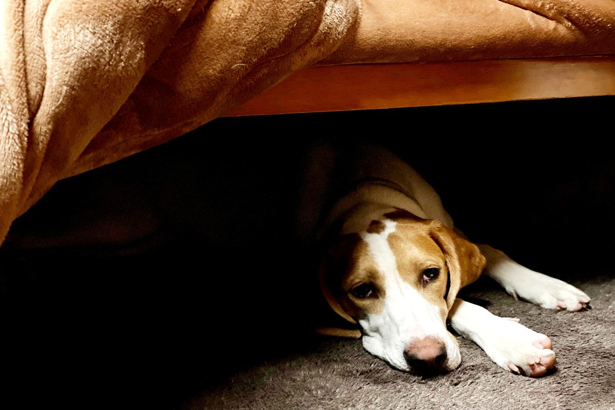 犬に『こたつ』を使うときのタブー行為4選　絶対NGな理由や正しい使い方までご紹介