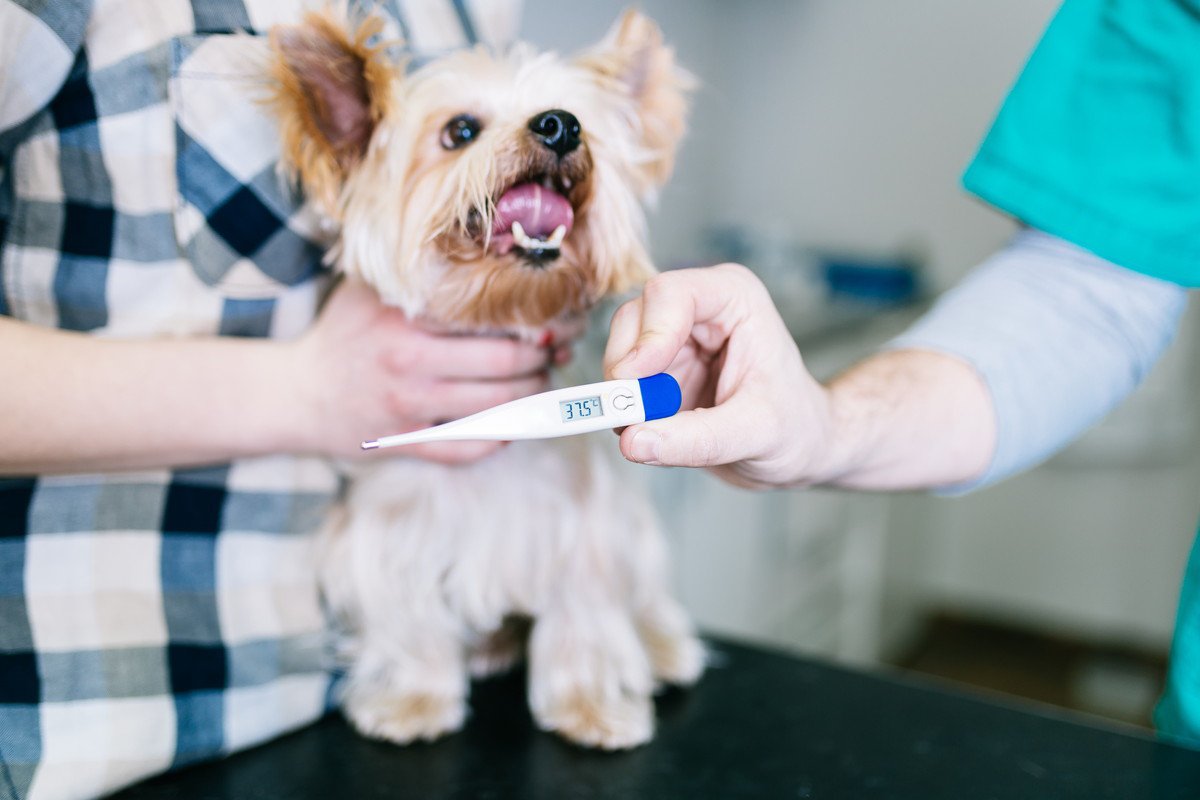犬の『平熱』って何度？体温の計り方から病院へ連れて行くべき症状まで