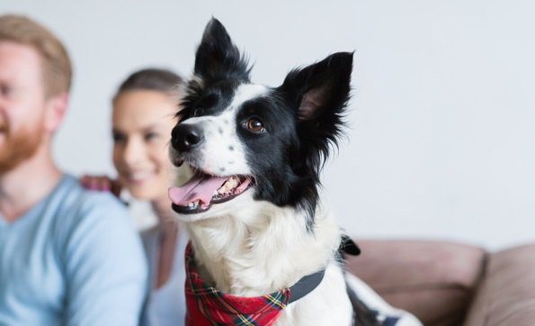 犬がテレビをじっと見ている時の心理４選！ワンコは内容を理解しているの？