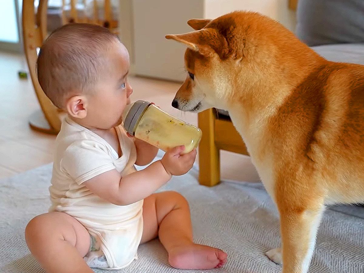 犬と赤ちゃんの微妙な関係…まさかの『ミルクの時だけ距離が縮まる』光景が話題に「見てんじゃねえばぶぅｗｗ」「ふたりの距離感がジワる」