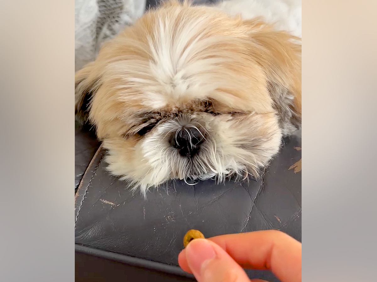 爆睡中の犬の顔に『おやつを近づけてみた』結果→『食べるかな』と思ったら…予想と違う展開に反響「眠気がｗｗ」「ぽやぽや可愛すぎ」と5万再生