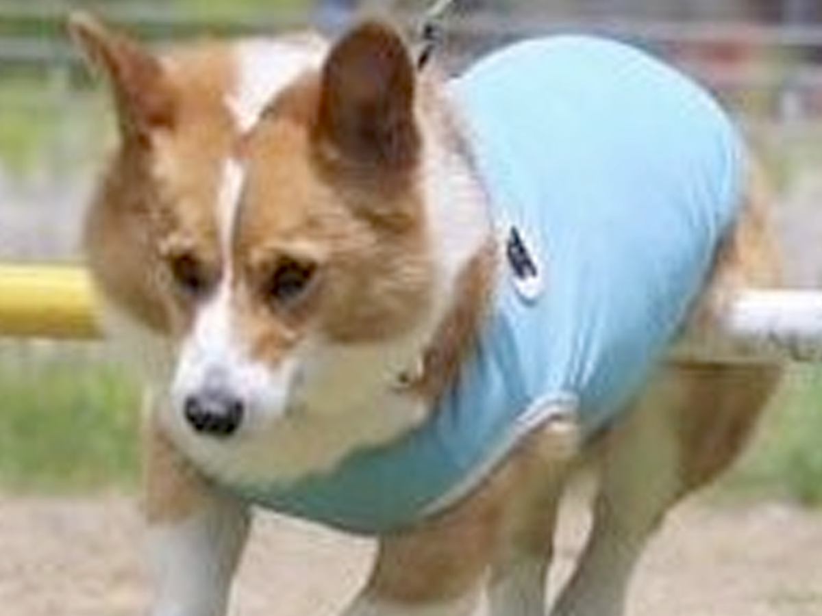 『カッコよく走っている犬』かと思ったら…よくよく見てみると→想定と違いすぎる光景に3万いいね集まる「本当だ、騙されたｗ」「鉄棒で草」